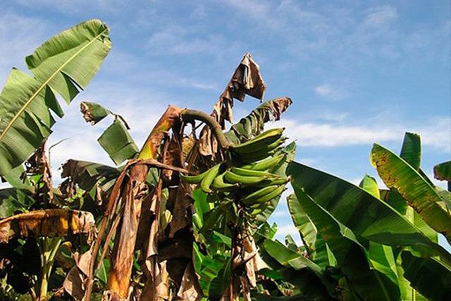 Yes, o DF produz muita banana! Foram mais de 5 mil toneladas este ano