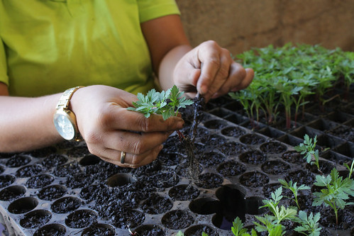 Jardinagem traz chance de recomeço para reeducandas