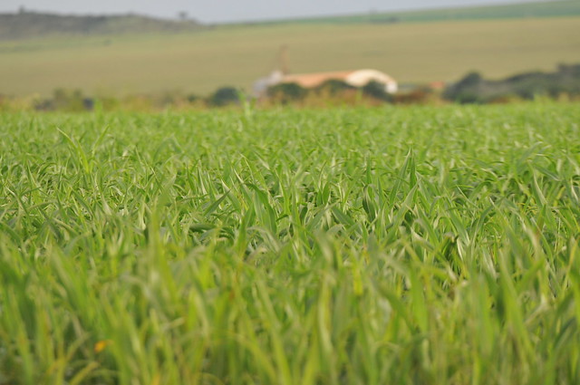 DF registra alta de 11,4% na previsão da safra de grãos para 2022