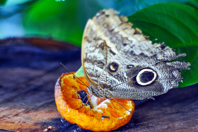 Quase 30 espécies encantam o público no novo borboletário do Zoológico