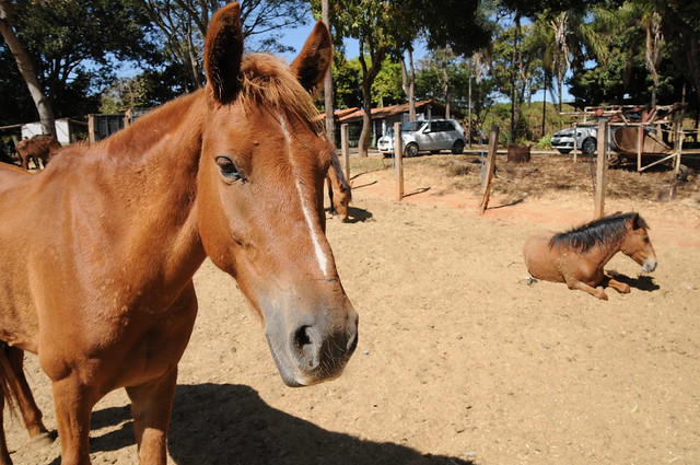 Cidadão pode ajudar no combate à presença de animais de grande porte na rua