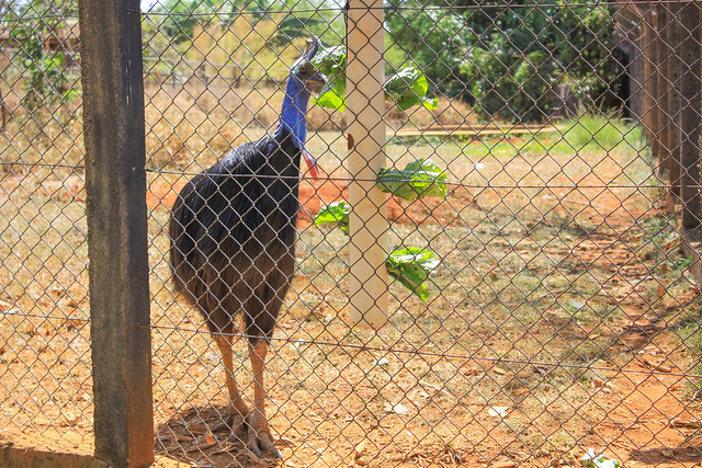 Técnica de enriquecimento ambiental melhora a saúde de animais no Zoo
