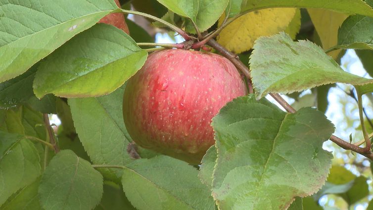 Sabores do Frio Caminhos da Reportagem