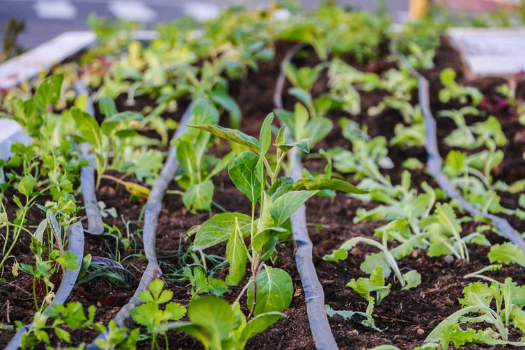 Horta comunitária/jardim comestível na cidade de Maricá. Foto: Prefeitura de Maricá/ Divulgação