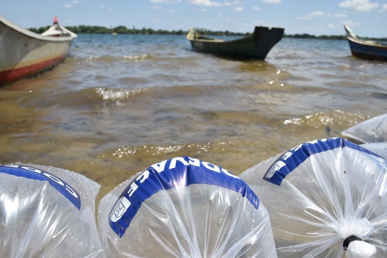 Sergipe-21/01/2024 Codevasf realizou peixamentos em três municípios sergipanos 
A Companhia de Desenvolvimento dos Vales do São Francisco e do Parnaíba (Codevasf) Foto/CODEVASF/Divulgação.