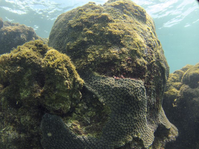 Tamandaré (PE), 25/10/2023 - Coral Montastraea cavernosa no recife Pirambu, na APA Costa dos Corais. Foto: Fernando Frazão/Agência Brasil