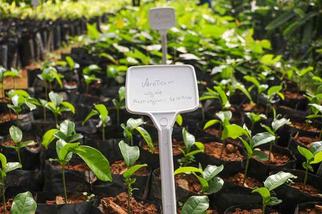 17/06/2024 - DF distribui 80 mil mudas a pequenos produtores para recuperar áreas degradadas