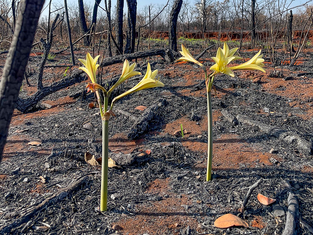 24/09/2024 - Flores brotam em meio a cenário devastado por incêndio florestal nas proximidades da Torre Digital