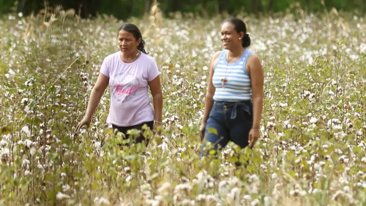 Frame/TV Brasil Rio de Janeiro (RJ), 02/10/2024 - Escritor Eduardo Bueno no programa Caminhos da Reportagem, sobre produção de algodão. Frame: TV Brasil/Divulgação