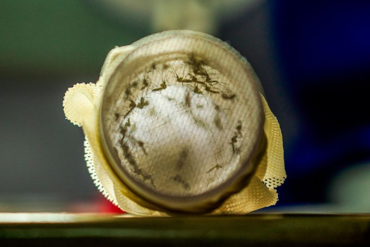 Flávio Carvalho/WMP Brasil/Fiocruz Rio de Janeiro (RJ) 09/02/2024 - PEspecial para matéria - Mosquitos com Wolbachia reduzem casos de dengue em Niterói.
Foto: Flávio Carvalho/WMP Brasil/Fiocruz