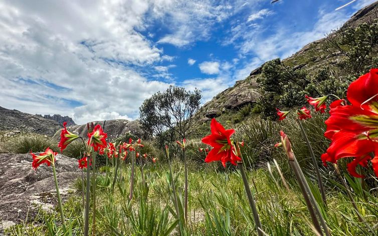 Concessionária Parquetur/PNI/Di Rio de Janeiro (RJ) 07/04/2025 - Pesquisas das pinturas rupestres no PNI.
Foto: Concessionária Parquetur/PNI/Divulgação