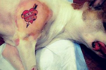 Brasília (DF), 17/06/2025 - Proibição de tatuagem em pets avança na Comissão de Meio Ambiente
Fonte: Dep. Edmir Chedid/ALESP