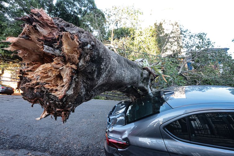 São Paulo (SP), 10/12/2025 -  Queda de árvores sobre carros na rua Paula Ney, na Vila Mariana. Foto: Paulo Pinto/Agência Brasil