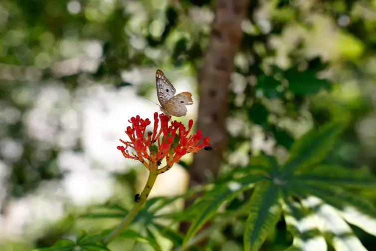 Rio de Janeiro (RJ), 26/03/2026 - Borboleta e insetos em árvore da horta comunitária do programa Hortas Cariocas, no Salgueiro. Hortas agroecológicas e ancestrais no Morro do Salgueiro, zona norte da cidade. Foto: Tânia Rêgo/Agência Brasil